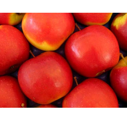 Malus domestica ´Jonagold´ / Jabloň zimní, MM106, VK