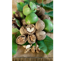 Juglans regia / Ořech královský ´Apollo´, 125/150, C9
