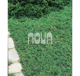 Juniperus comm. 'Green Carpet' / Jalovec obecný, 20-25 cm, C2
