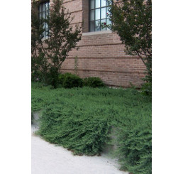 Juniperus conferta ´Blue Pacific´ / Jalovec pobřežní, 20-30 cm, C1,5