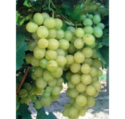 Vitis vinifera ´Jupiter´ / Hrozny / Réva vinná bezsemenná, roubovaná r.