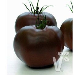Rajče Starlias® Choco (Kakao) F1, přirozeně rezistentní, roubovaná rostlina, K12