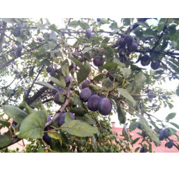 Prunus domestica ´Katinka´ / Slivoň, St. Julien A