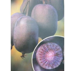Actinidia arguta ´Ken´s Red´ / Drobnoplodé kiwi, C2, samičí r.