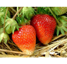 Fragaria ananassa ´Korona´ / Jahodník, bal. 10 ks, VK