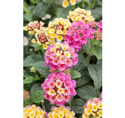 Lantana camara Tropic ´Ara´/ Lantana / Libora  proměnlivá, bal. 6 ks, 6x K7