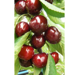 Prunus avium ´Lapins´ / Třešeň, Gisela5