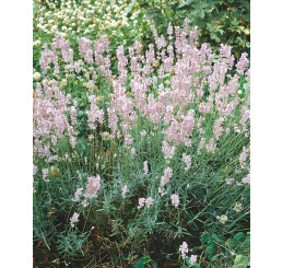 Lavandula angustifolia 'Hidcote Pink' / Levandule úzkolistá , K9
