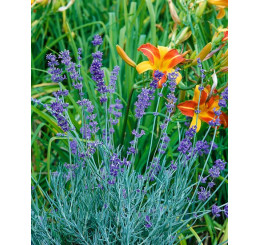 Lavandula angustifolia ´Richard Gray´ / Levandule úzkolistá, K9