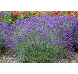 Lavandula x intermedia 'Grosso' / Levandule prostřední , K9