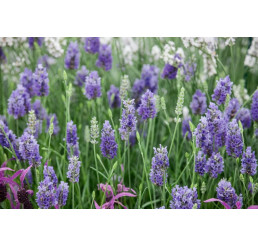 Lavandula intermedia ´Provence´ / Levandule , C1