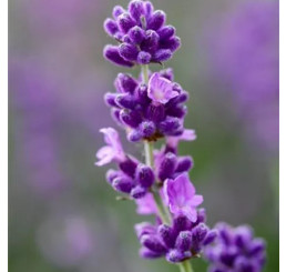 Lavandula angustifolia Vienco® ´Purple´/ Levandule úzkolistá, K9