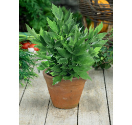 Levisticum officinale BIO / Libeček lékařský, K12