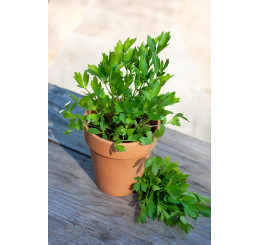 Levisticum officinale ´Verino®´ / Libeček, 15-20 cm, K7