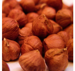 Corylus avellana / Líska ´Hallská´ velkoplodá, stromek, VK