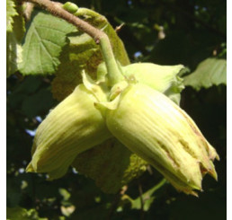 Corylus avellana / Líska ´Webbova´, C2