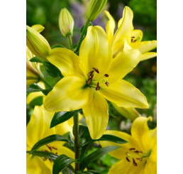 Lilium ´Yellow Power´ / Lilie, bal. 3 ks, 14/16