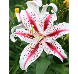 Lilium ´Dizzy´ / Lilie, 14/16