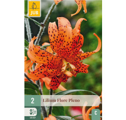 Lilium ´Flore Pleno´ / Lilie oranžová, bal. 2 ks, 14/16