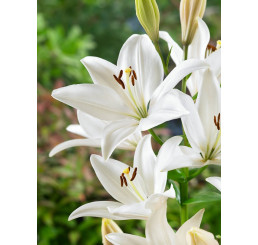 Lilium ´Happy Snow´ / Lilie, bal. 2 ks, 14/16