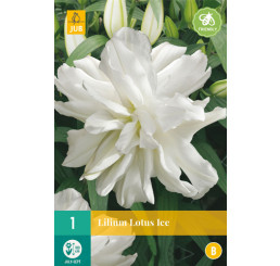 Lilium ´Lotus Ice´ / Ľalia, 16/18