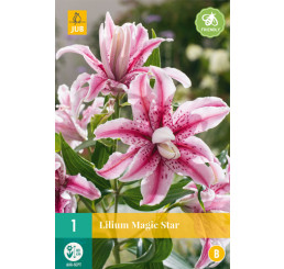 Lilium ´Magic Star´ / Ľalia, 16/18