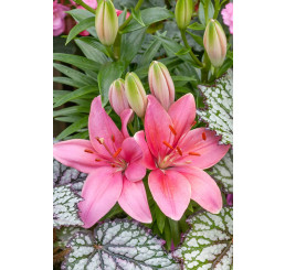 Lilium ´Pink County´ / Lilie, bal. 3 ks, 14/16