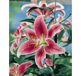 Lilium ´Stargazer´ / Lilie, bal. 3 ks, 14/16