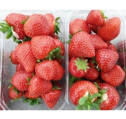Fragaria ananassa ´Limalexia´ / Jahoda raná, bal. 10 ks, VK