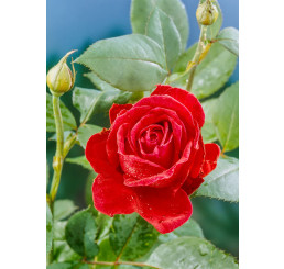 Rosa ´Mr. Lincoln´ / Růže čajohybrid tmavě červená, keř, BK