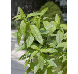 Lippia citriodora ´Freshman´ BIO / Verdena citrónová / Aloisie, K12