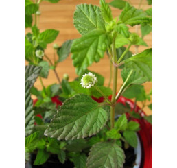 Lippia dulcis ´Colada´ / Aztécký cukr, K9