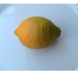 Citrus limon ´Lisbon´ / Citroník roubovaný, 30 cm, C2