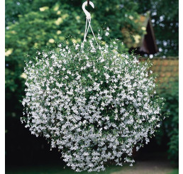 Lobelia ´Hot® Snow White´ / Lobelka bílá, bal. 6 ks sadbovačů