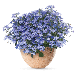 Lobelia ´Hot® Waterblue´  / Lobelka, bal. 6 ks sadbovačů