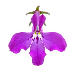 Lobelia ´Africo®Lavender´ / Lobelka, K7