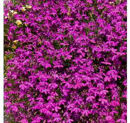 Lobelia ´Purple Star´  / Lobelka, bal. 6 ks sadbovačů