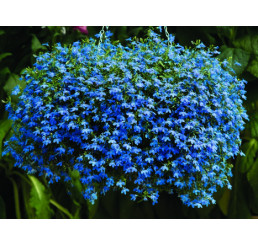 Lobelia ´Azur Angel´® / Lobelka převislá, K7