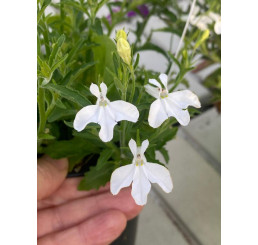 Lobelia ´Africo® White´ / Lobelka bílá, bal. 6 ks, 6x K7