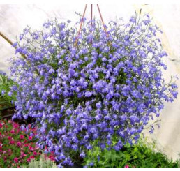 Lobelia ´Azur Angel´® / Lobelka převislá, bal. 6 ks sadbovač.