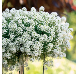 Lobularia ´Snow Princess´ / Lobularie, K7
