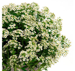 Lobularia ´Lucia White´ / Lobularie, bal. 6 ks sadbovačů