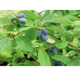 Lonicera caerulea ´Wojtek´  / Zimolez kamčatský, C2