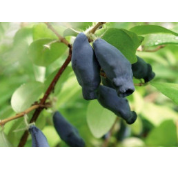 Lonicera caerulea ´Boreal Blizzard´ / Zimolez kamčatský, K12