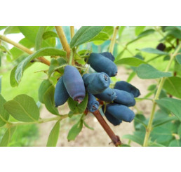 Lonicera caerulea ´Jugana´  / Zimolez kamčatský, K9