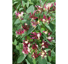 Lonicera periclymenum ´Chic et Choc´ / Zimolez, 15-25 cm, C2