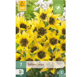Tulipa ´Lucca´ / Tulipán, bal. 7 ks, 6/+