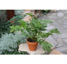 Filipendula ulmaria / Tužebník jilmový, K9