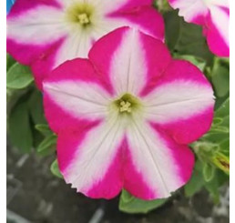 Petunia x atkinsiana Patia® Magenta Star´/ Petunie, bal. 6 ks sadbovačů