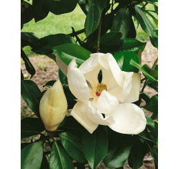 Magnolia denudata ´Double Diamond´  / Magnólie holá, 40-50 cm, C2